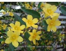 Most are climbing flowering vines, but there are also short and bushy types. Evergreen Vines