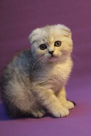 Super Kalite Scottish Fold Yavrulari Geldi 841 Scottish Fold Gelin