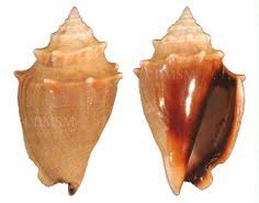 We did not find results for: 2 Shells Florida Fighting Conch Shells Strombus Alatus 3 Seashell Craft