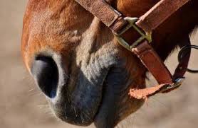 Auf einer länge von fünfeinhalb kilometern verbindet er einzigartig die. Reiten Im Englischen Garten Mit Der Universitatsreitschule