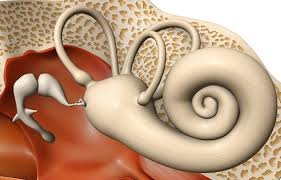 Surgery For Hearing Loss Reconstruction Dr Hamid Djalilian