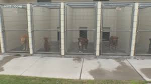 At home pet euthanasia and hospice care. Animal Care Services Aims To Stop Unnecessary Euthanasia Kiiitv Com
