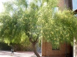 Image result for Parkinsonia aculeata