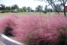 Grows to a height of 25 to 30 feet at maturity. 10 Top Plants Native To The Desert Southwest