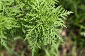 Commission proposals concerning the spread of ragweed. Ragweed Erkennen