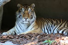 Tiger king features an inside look into the world of big cat breeders/zoo owners, with a specific focus on joe exotic, a man who once called himself the largest breeder of tigers in the country. Tiger Detroit Zoo
