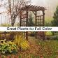 Great Plants for Fall Color