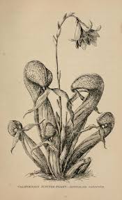 Black And White Images Of Pitcher Plant The Wild Flowers Of California Biodiversity Heritage Library Botanical Illustration Black And White Botanical Drawings Scientific Illustration