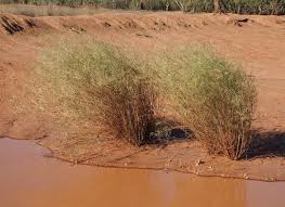 Image result for Eragrostis castellaneana