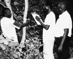 Image result for Rytigynia kiwuensis