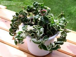 Hoya Hindu Plants Hindu Rope Plant Hoya Plants