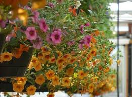 Spring annual flowers to plant. Page 3 Royalty Free Annual Flowers Photos Pikist