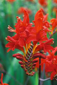 Close Up Of Crocosmia Lucifer Flower Perennial July Summer Flores Exoticas Flores Raras Mejores Flores