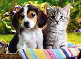 Anaheim animal care and pet hospital anaheim, ca 92801. Pet Animal Hospital Home Facebook