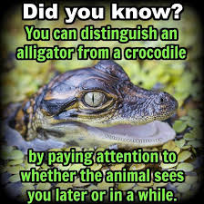 Alligator Joke Crocodile Joke Crocodile Laugh Of The Day Humor