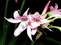 Image result for Crinum subcernuum