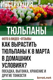 какие цветы можно вырастить дома из семян к 8 марта Tyulpany V Domashnih Usloviyah Bulb Flowers Small Farm Indoor Plants