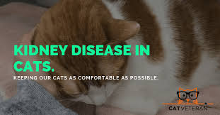 Causes of kidney cancer in cats. Kidney Disease In Cats Stages Symptoms Coping Unique Healing