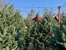 The farm has scenic views, wagons, farm equipment, and photo spots. Where To Buy Christmas Trees In Northern Virginia Fun In Fairfax Va