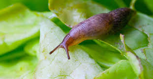 With this, you need to think on how you can naturally get rid of snails and slugs. How To Get Rid Of Garden Slugs And Snails