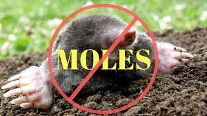 If you have a mole problem mothballs are one of the quickest natural ways to get rid of moles in your garden or lawn. How To Kill Moles In The Garden Or Yard Youtube
