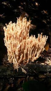 Th erefore, mushrooms should always be dug, not picked, in order to detect this cup feature of a potentially poisonous mushroom. White Coral Mushrooms North Carolina Stuffed Mushrooms White Coral Coconut
