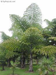 Toptropicals Com Caryota Gigas Thai Mountain Giant
