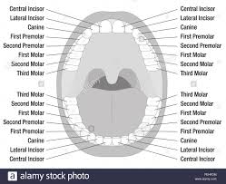 teeth diagram names catalogue of schemas