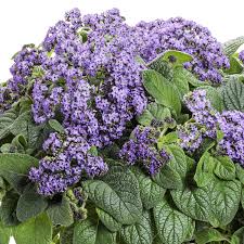 Image result for Heliotropium