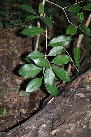 Image result for Embelia ruminata