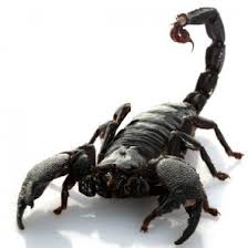 Six of the Most Dangerous and Unique Scorpions in the World | Pets ...