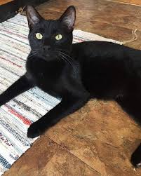 Cats and dogs aren't the only loving creatures you'll find for adoption at petsmart charities adoption centers and events. Chicago Cat Rescue