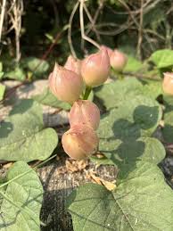 Image result for Aniseia martinicensis