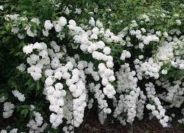 Check spelling or type a new query. Fiori Bianchi Nomi Caratteristiche Origine Immagini Dettagliate