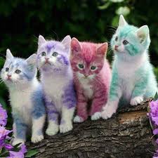 1,113 pet hair dyes products are offered for sale by suppliers on alibaba.com, of which hair dye accounts for 3%, hair removal mitts & rollers accounts for 1%, and brushes accounts for 1%. Pet Special Dyeing Cream For Dogs Permanent Teddy Vip Bichon Color Cat Hair Dyeing Supplies Bleaching