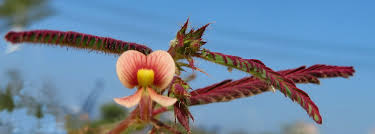 Image result for Aeschynomene afraspera