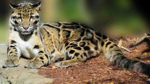 Kamojang green hotel & resort. 8 Jenis Kucing Hutan Yang Ada Di Dunia Republik Seo