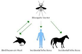 Since 1999, more than 25000 cases of wnv . West Nile Virus