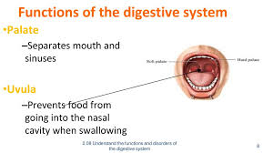 Inside the nasal cavity, inhaled air is warmed, moistened, and cleaned so it can travel safely into other parts of the respiratory tract. Understand The Functions Of The Digestive System Ppt Download