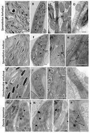 Image result for Sporobolus agrostoides