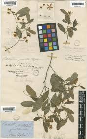 Image result for Surianaceae