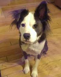 Lost Dog Chaska Border Collie Mix Female Date Lost 01 23 2019 Dog S Name Maggie Breed Of Dog Mix Border Collie Mix Gen Losing A Dog Grey Dogs Dogs
