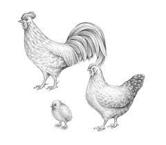 How To Draw A Chicken And A Rooster Most relevant best selling latest uploads. how to draw a chicken and a rooster