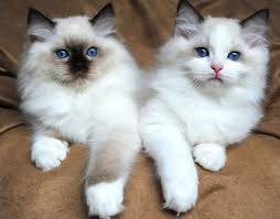 Despite their size, they are quiet and would enjoy being your faithful friend without causing a lot of intense kitty energy and they have minimal care needs, making them a great choice for older. 100 Cats Ideas Cats Crazy Cats Cats And Kittens