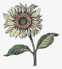 We send them to people to show them how much we care, and we send them to show our sorrow when someone dies. Doodle Flower Aesthetic Aesthetic Drawing Of Flowers Hd Png Download Kindpng