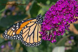 Raising healthy monarch butterflies inside raising monarch butterflies from eggs isn't rocket science, but a bad raising process can end up hurting large potted plants give hitchhiking predators too many hiding places. 7 Butterfly Flowers For Monarchs And Hummingbirds