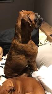 200 pieces of funny animal pictures. Funny Animal Videos Home Facebook