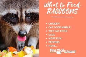 Omnivorous raccoons eat plants and small animals, such as mice, and have adapted to living near humans. What Do Raccoons Like To Eat Diet For Wild And Pet Raccoons