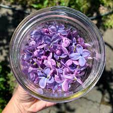 Lilac Flower Infused Honey Recipe Lilac Flowers Edible Flowers Lilac