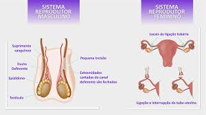 Vasectomia é um procedimento cirúrgico que interrompe a circulação dos espermatozoides produzidos pelos testículos e conduzidos através do epidídimo. Anticoncepcao Ou Contracepcao Sao Metodos Para Evitar A Gravidez A Contracepcao Pode Ser Feita Brainly Com Br